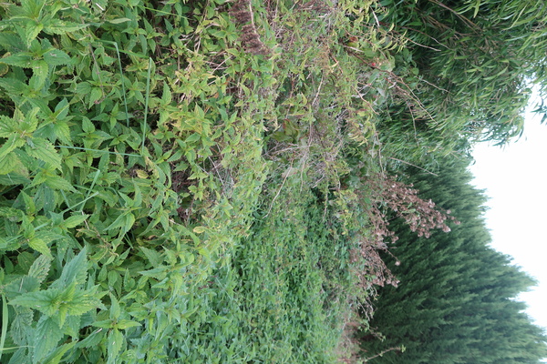 an overgrown garden, with brush over two metres high in places. A rasperry cane is visible.