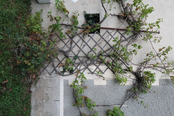 a grape vine growing on a trellis on the side of a house